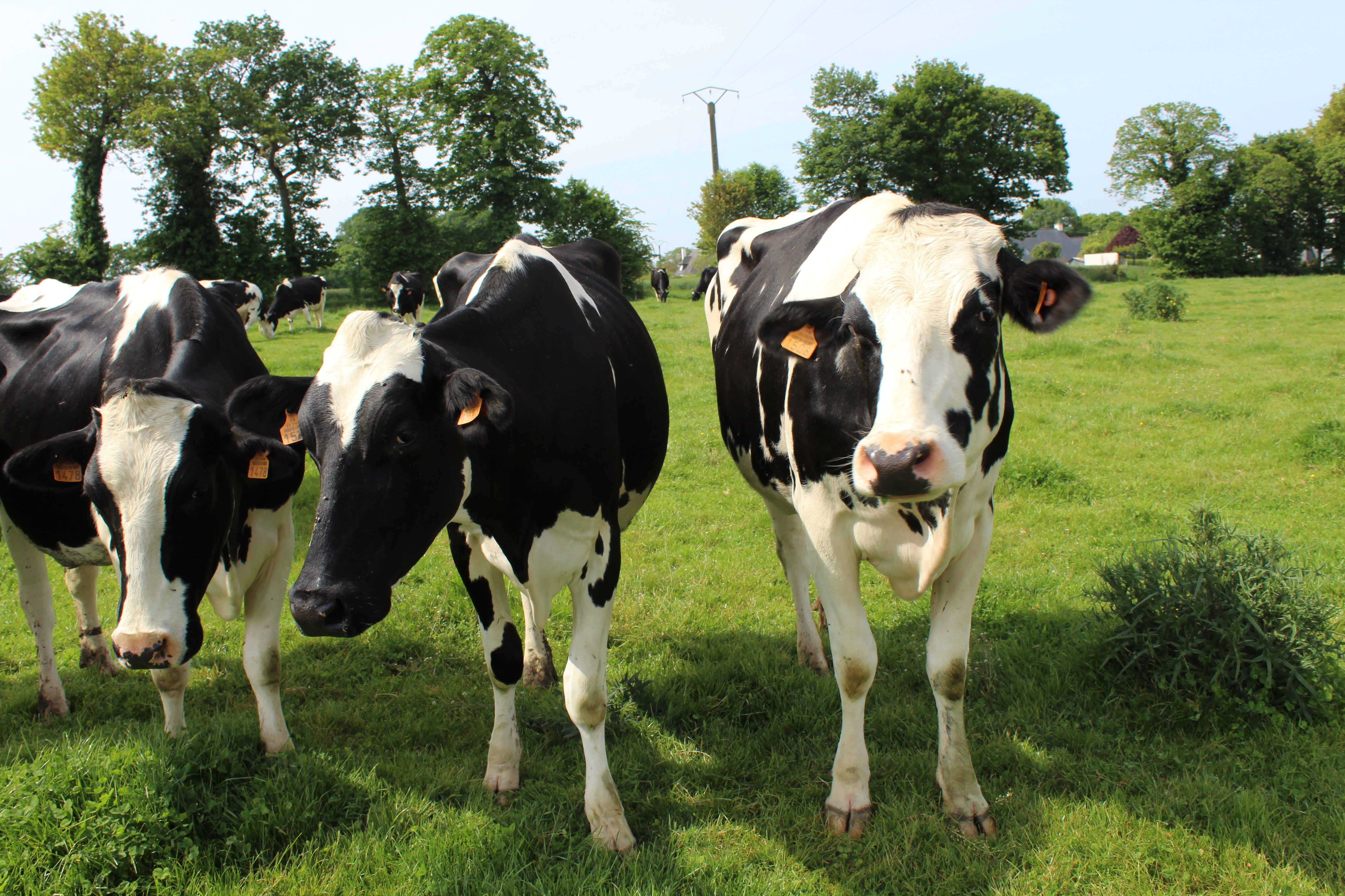 vaches prairies (3)